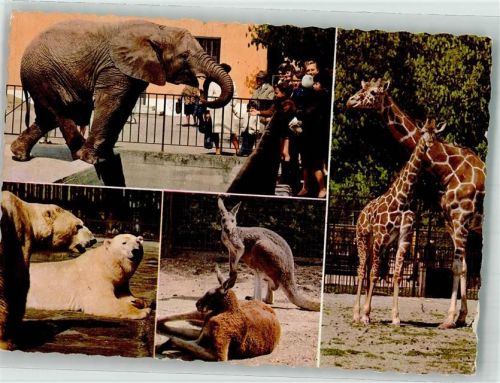 Wien Elefant Eisbär Riesenkänguruh Netzgiraffe