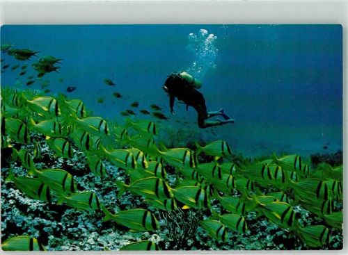 1972 Porkfish am Korallenriff