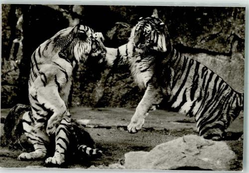 1977 Sibirische Raubkatzen
