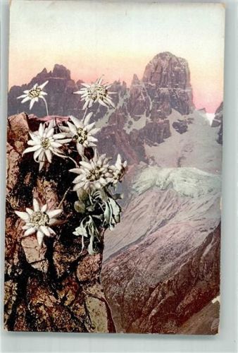 Leontopodium alpinum P.Z. 30060