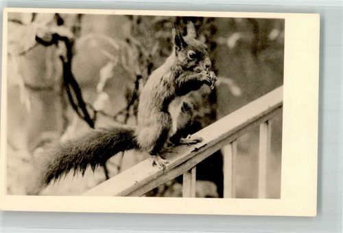 Eichhörnchen Privatfoto AK