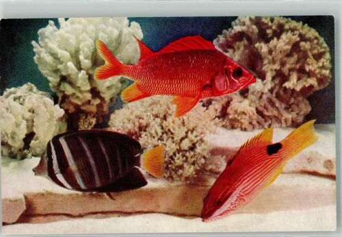 Chicago Husarenfische Östlicher Segelflossen Doktorfisch Lippfisch Aquarium
