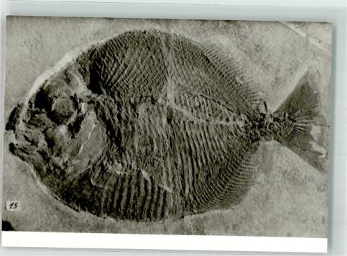 Eichstätt Fossilie eines MOndfisches auf der Willibaldsburg Fotograf Ohmayer