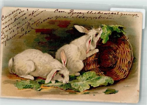 1904 Weiße Hasen fressen Salatblätter