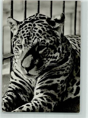 Schwerin 1984 Jaguar im Zoo Bild und Heimat