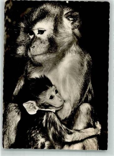 Tiergarten Jaya Zoo