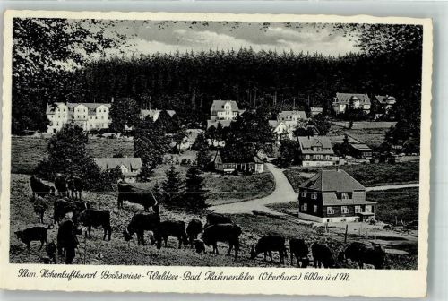 Hahnenklee-Bockswiese Weidende Rinder oberhalb des Ortes Verlag Karl Thoericht Nr. 14908