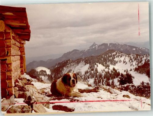 Hochries Gipfelhaus FOTO KEINE AK Der Barry Hund Bernhardiner Wendelstein Winter Schnee Striche auf Bildseite Foto Original aus Archiv eines Ansichtskartenverlags