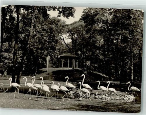 Friedrichsfelde Flamingos vor dem Lenne-Tempel im Tierpark