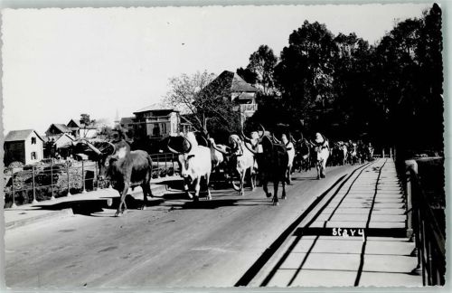 Antananarivo Un troupeau de Zebus