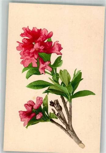 Rhododendren Martin Rommel u. Co. 522