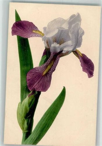 Iris Martin Rommel u. Co. 583