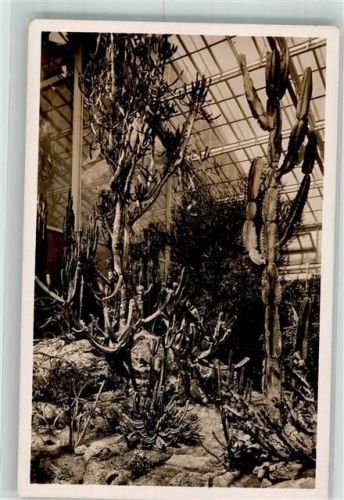 Nymphenburg 1941 Botanischer Garten Succulente Euphorbien Kakteen