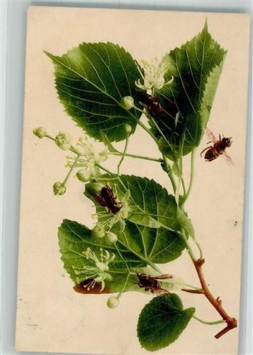 1912 Lindenblüte Bienen Martin Rommel u. Co. 600
