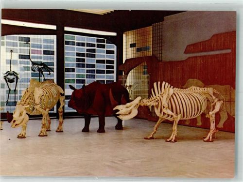Frankfurt Nashorn Gruppe Naturmuseum Senckenberg