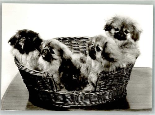Nürtingen Pekinensenzucht in der Braike