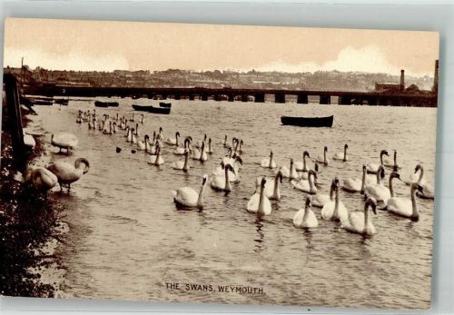 Weymouth Eine große Anzahl Schwäne