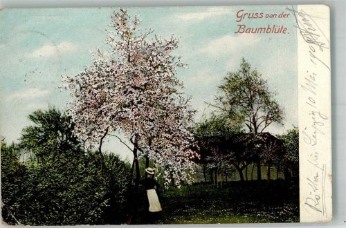 Rötha 1903 Baumblüte