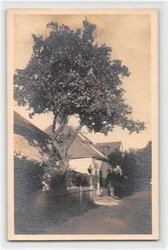 Wien. Studie am Kahlenberg ungelaufen Gute Erhaltung.