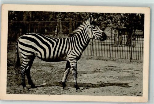 Wien 1935 - 1940 Zebra Zoo Schönbrunn