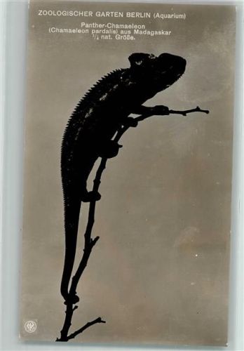 Berlin Mitte Verlag Zoo Berlin Panther Chamaeleon aus Madagaskar