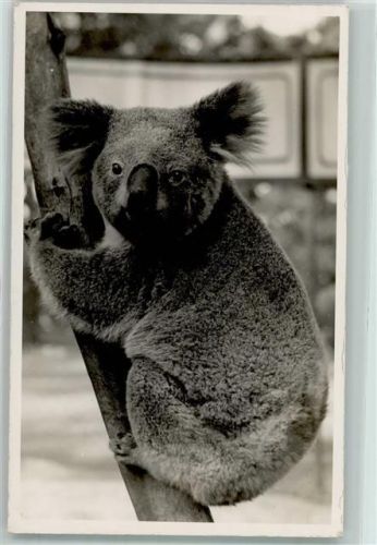 Sydney 1949 Koalabär im Zoo Taronga