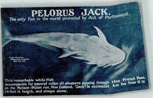Pelorus Jack New Zealand The only fish in the world protected by Act Parliament