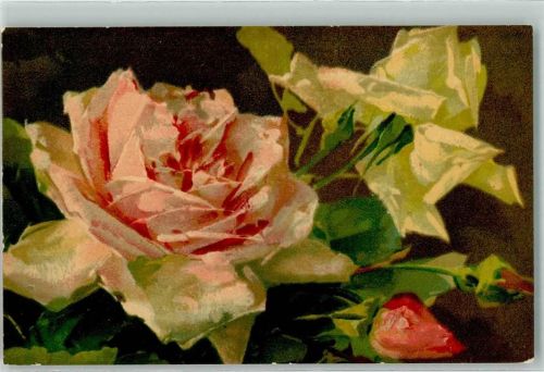 Nr. 525 Rosen Pastell Druck AK