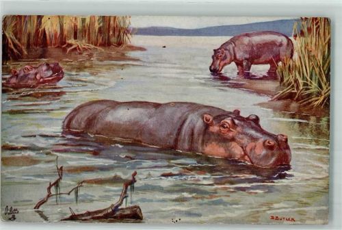 Hippopotamus Raphael Tuck Serie 3000 sign. B. Butler AK