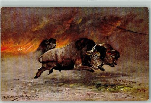 Bison Jagdtiere AK