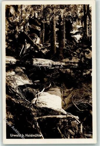 Haidmühle Urwald