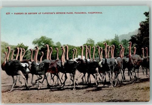Pasadena Cawston Ostrich Farm , Strauß , Landwirtschaft AK