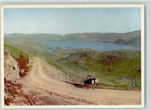 Nordkapp Rentier