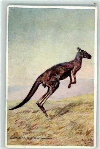 1942 Kangaroo AK
