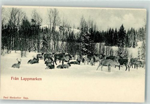 Skandinavien Fran Lappmarken Schnee Winter Rentier