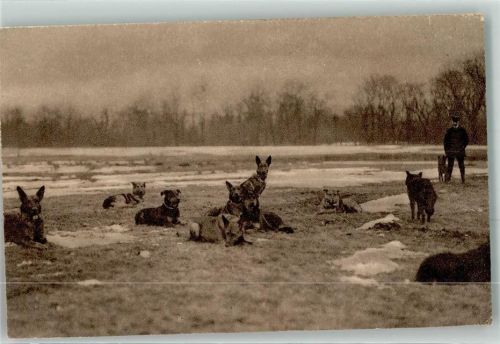 Hunde bei der Rast Wohlfahrtskarte Spenden Feldpost Landst.Infanterie Batallion 10 2 Kompanie