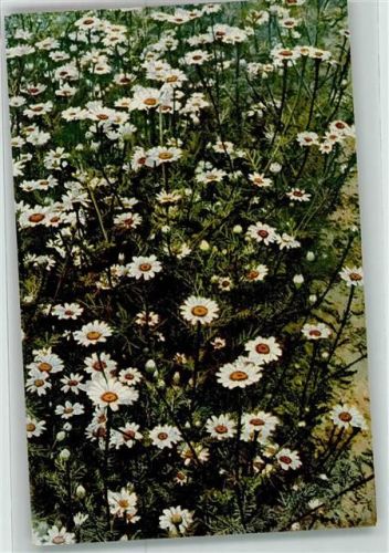 Arzneipflanzen VIII.Folge Anacylus officinarum L. Deutscher Bertram
