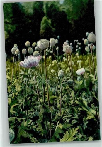 Arznei Pflanzen Folge XIII Papaver somniferum L. Schlafmohn Gartenmohn