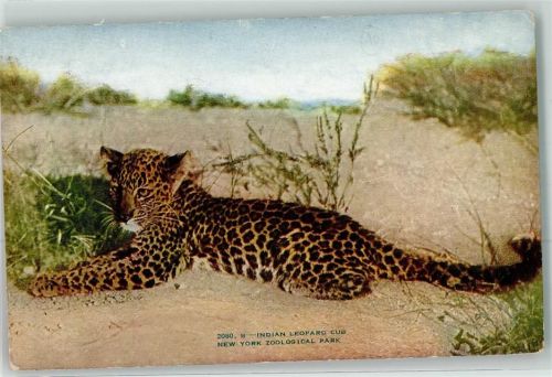 New York City Indischer Leopard