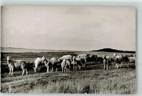 Sylt-Ost Schafherde