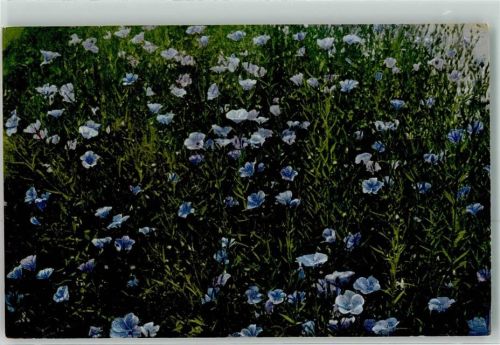 Arznei Pflanzen Folge VII Linum usitatissinum Lein Flachs Kräuter FOTO KEINE AK