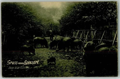 1909 Sauen bei der Fütterung Spessart