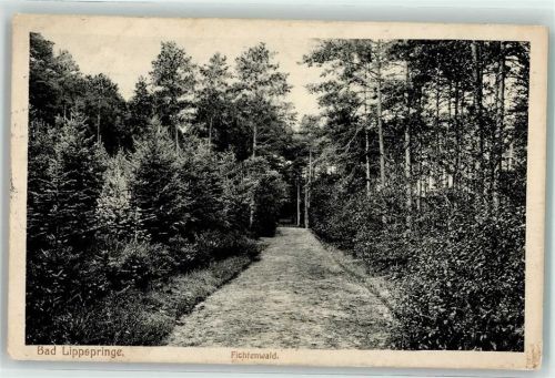 Bad Lippspringe 1916 Fichtenwald