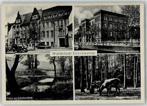 Eberswalde Wildpark Wasserfall Hirsch Rathaus Forstliche Hochschule