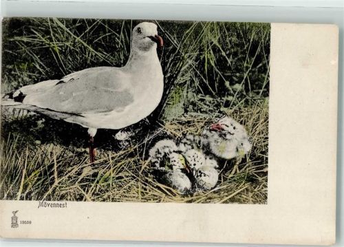 Möwennest Küken