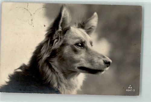Kurzhaar Collie Collie