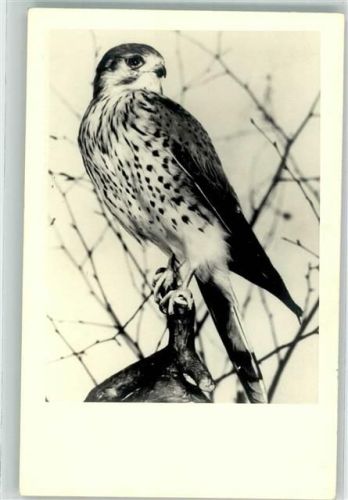 Turmfalke Kaiser Friedrich Museum