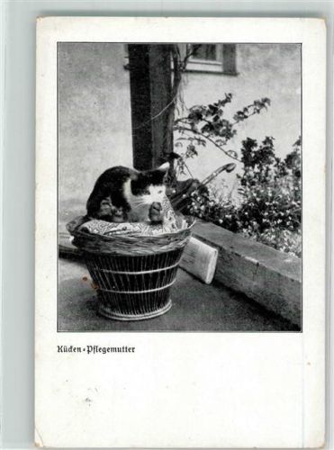 Küken Pflegemutter Katze Korb Lernt die Tiere kennen lieben und schhützen!