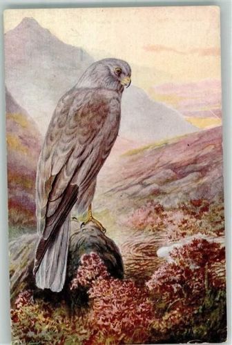 Hen-Harrier
