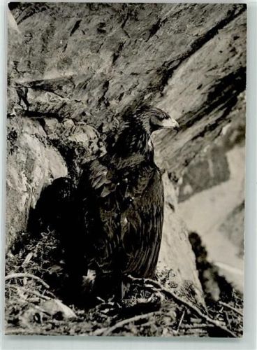 Foto Feuerstein Schule Steinadler im Nationalpark